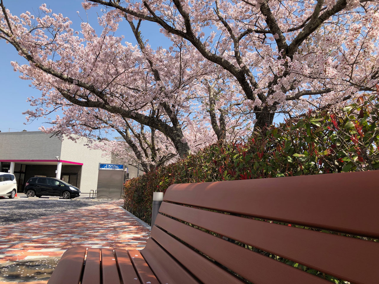 広野町役場前桜とベンチと青空と