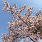広野町役場桜