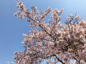 広野町役場桜